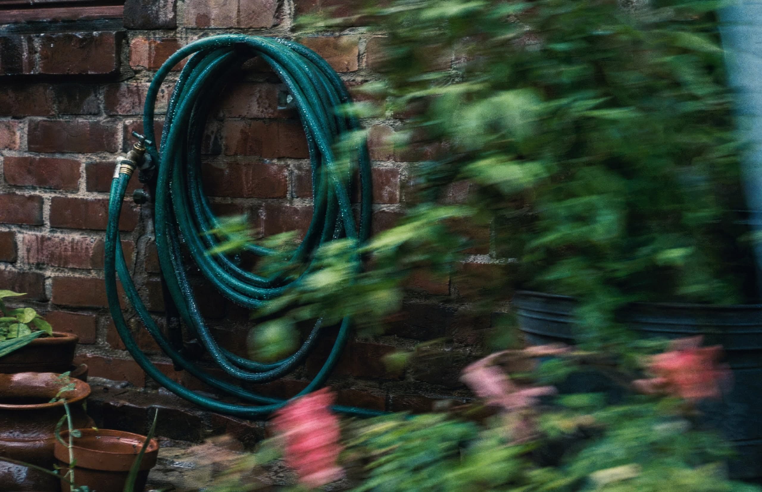 A garden hose and established plants against the brick wall of a house.